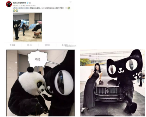 社交網(wǎng)紅貓