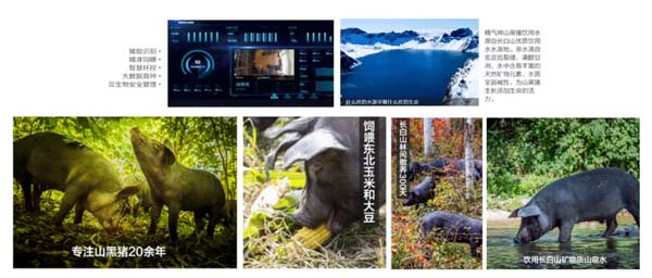 歐賽斯商業(yè)洞察：豬肉市場研究及湘村黑豬戰(zhàn)略破局